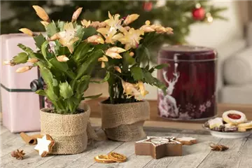 ZIMMERPFLANZEN FÜR DEIN ZUHAUSE