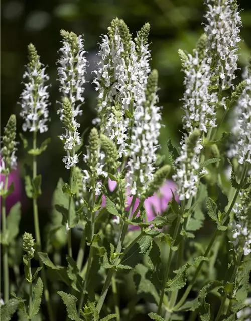 Garten-Blüten-Salbei 'Adrian'