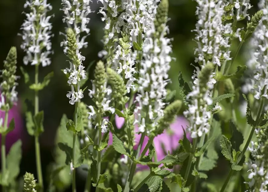 Garten-Blüten-Salbei 'Adrian'
