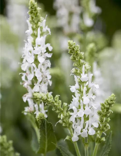 Garten-Blüten-Salbei 'Adrian'
