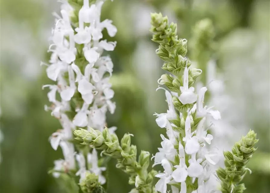 Garten-Blüten-Salbei 'Adrian'