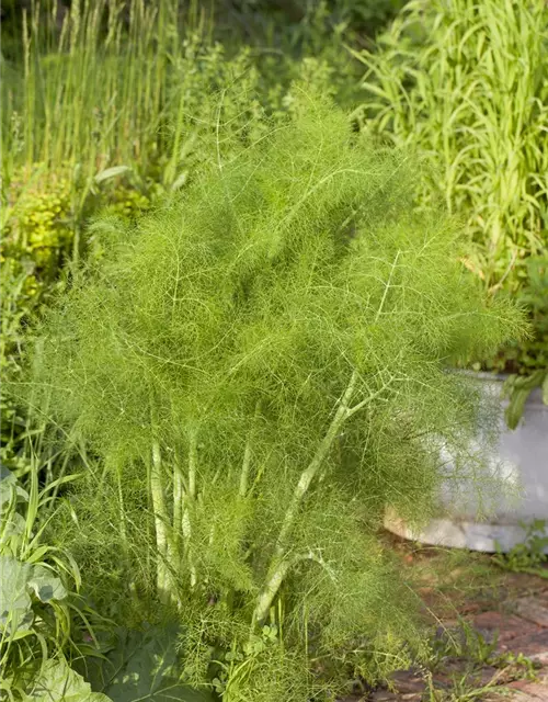 Gewöhnlicher Fenchel