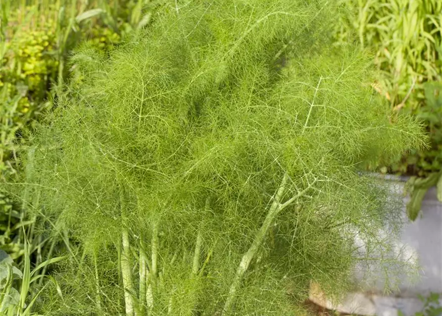 Gewöhnlicher Fenchel