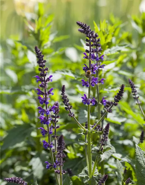Garten-Blüten-Salbei 'Mainacht'