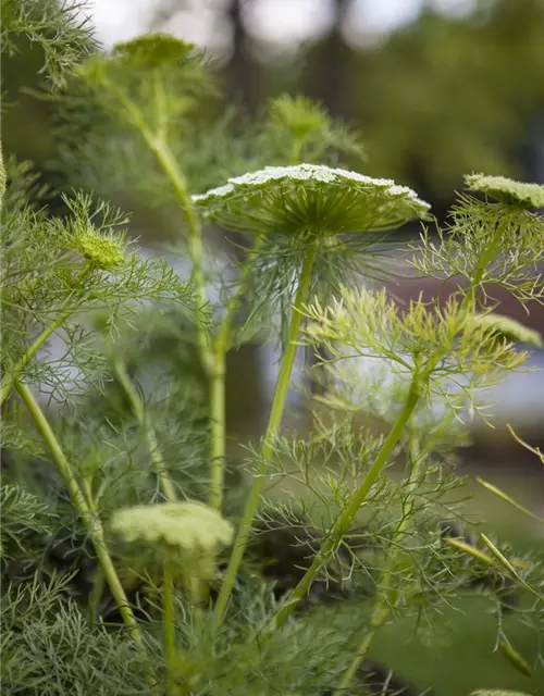 Gewöhnlicher Fenchel