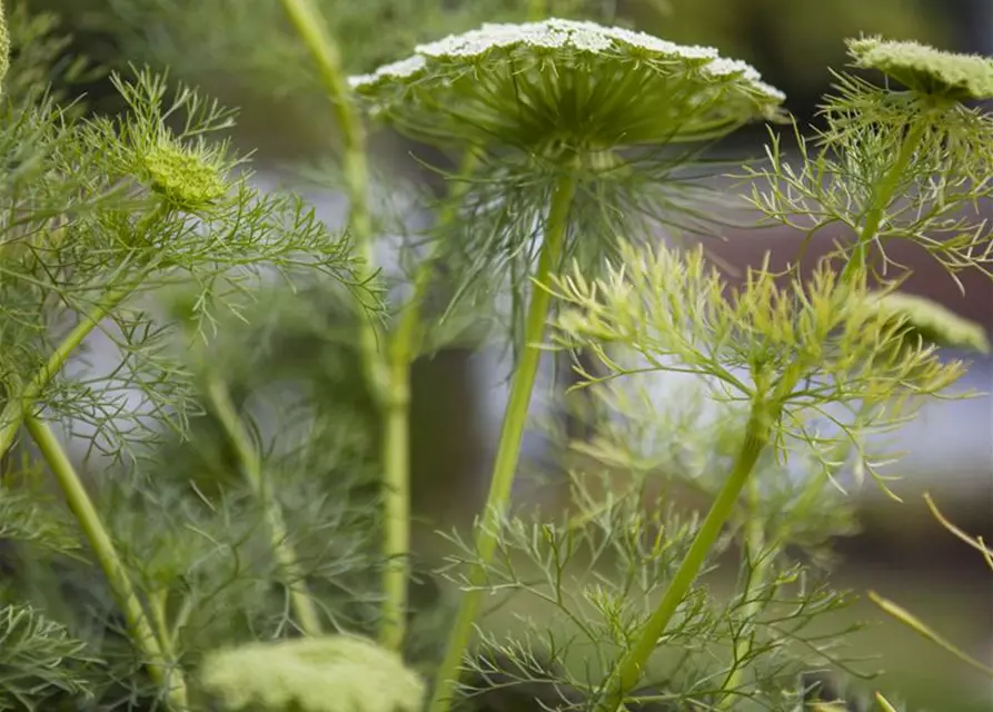 Gewöhnlicher Fenchel