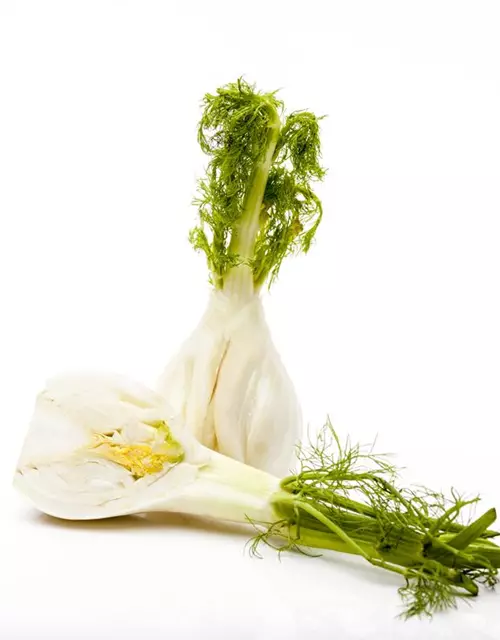 Gewöhnlicher Fenchel