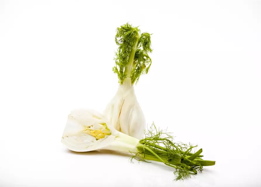 Gewöhnlicher Fenchel