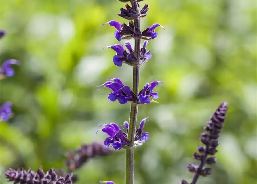 Garten-Blüten-Salbei 'Mainacht'