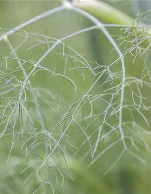 Gewöhnlicher Fenchel