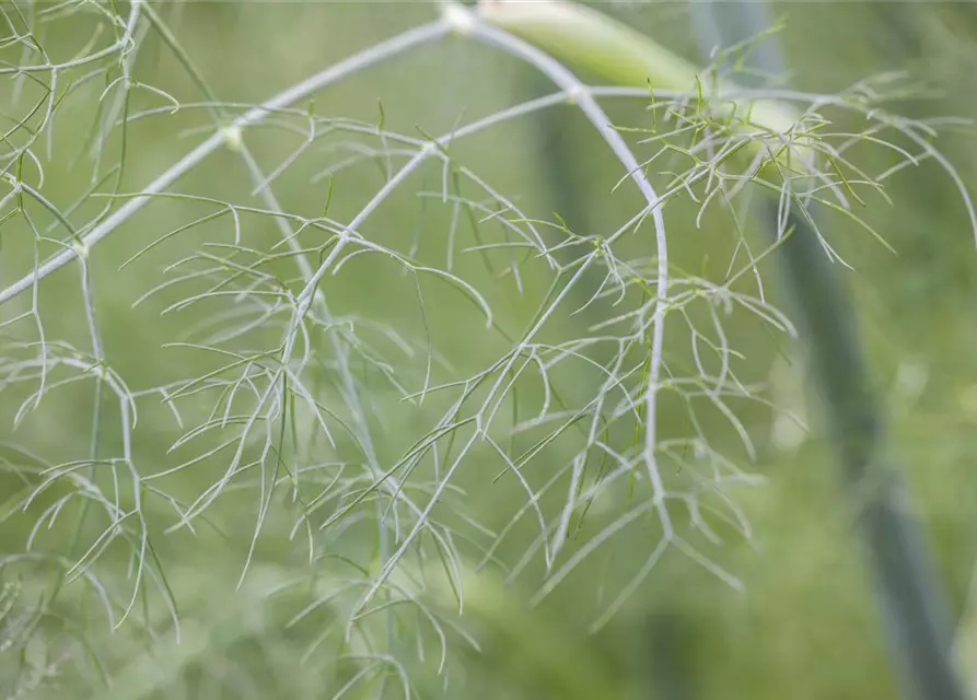 Gewöhnlicher Fenchel