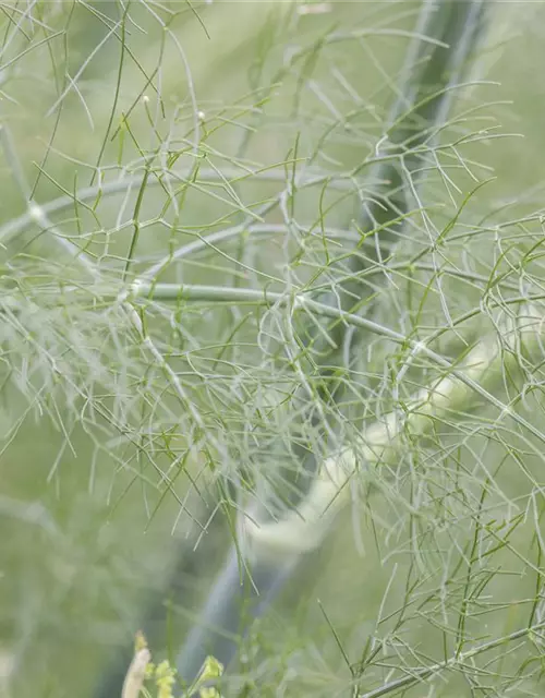 Gewöhnlicher Fenchel