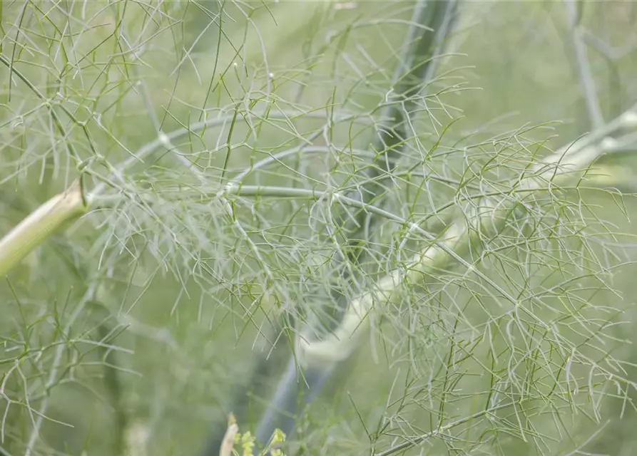 Gewöhnlicher Fenchel