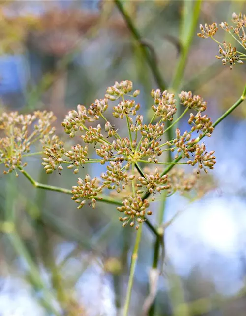 Gewöhnlicher Fenchel
