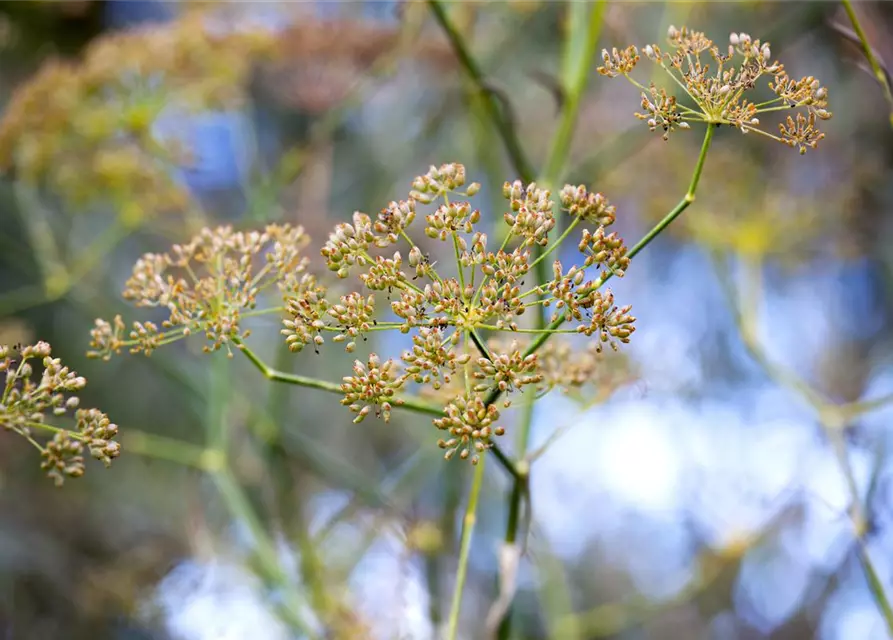 Gewöhnlicher Fenchel