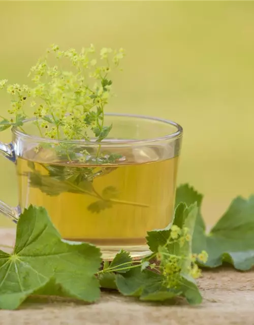 Gewöhnlicher Fenchel