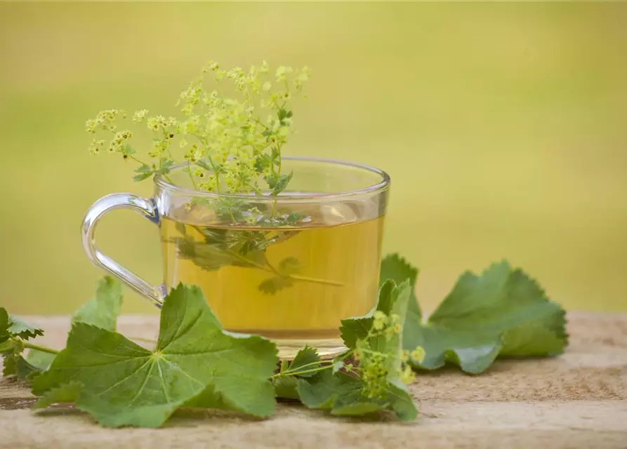 Gewöhnlicher Fenchel