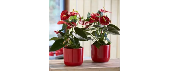 ZIMMERPFLANZEN FÜR DEIN ZUHAUSE