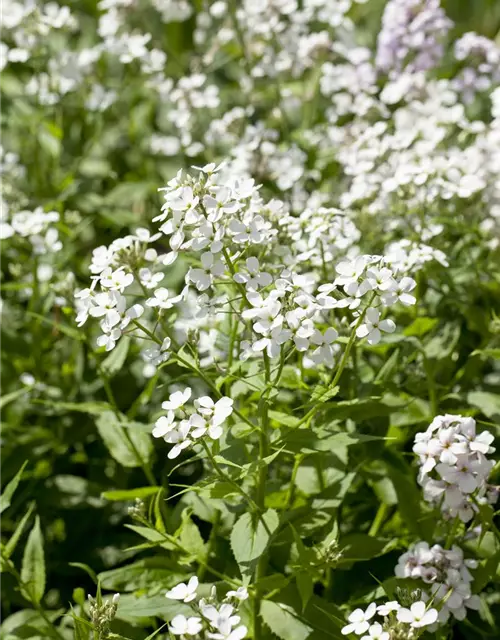 Garten-Nachtviole 'Alba'