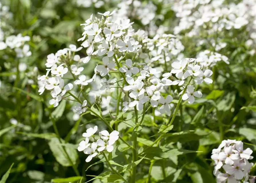Garten-Nachtviole 'Alba'