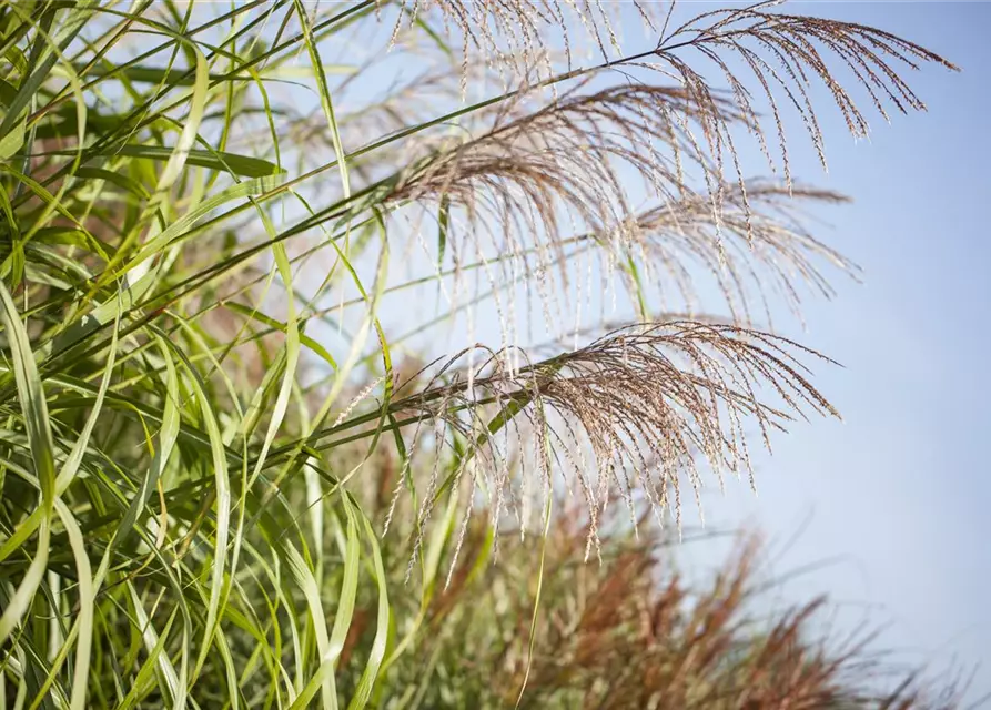 Garten-Chinaschilf 'Zwergelefant'