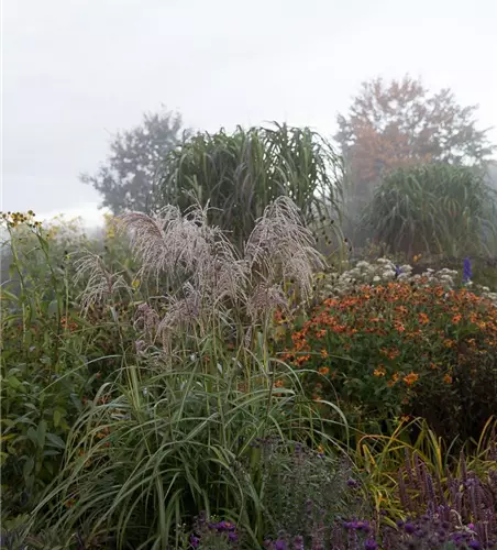 Garten-Chinaschilf 'Zwergelefant'