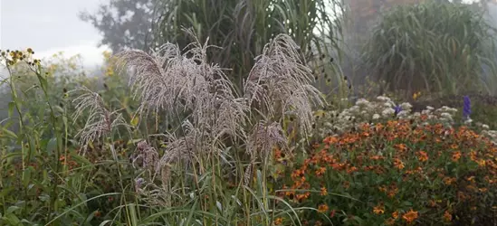 Garten-Chinaschilf 'Zwergelefant'
