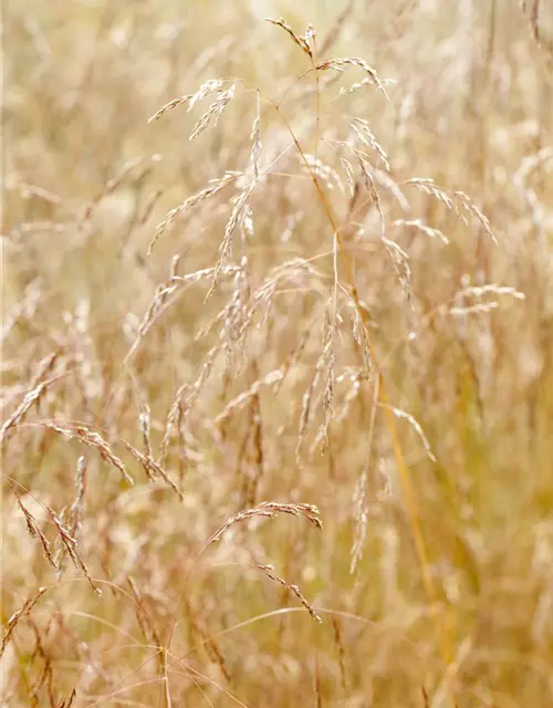 Garten-Schmiele 'Goldschleier'