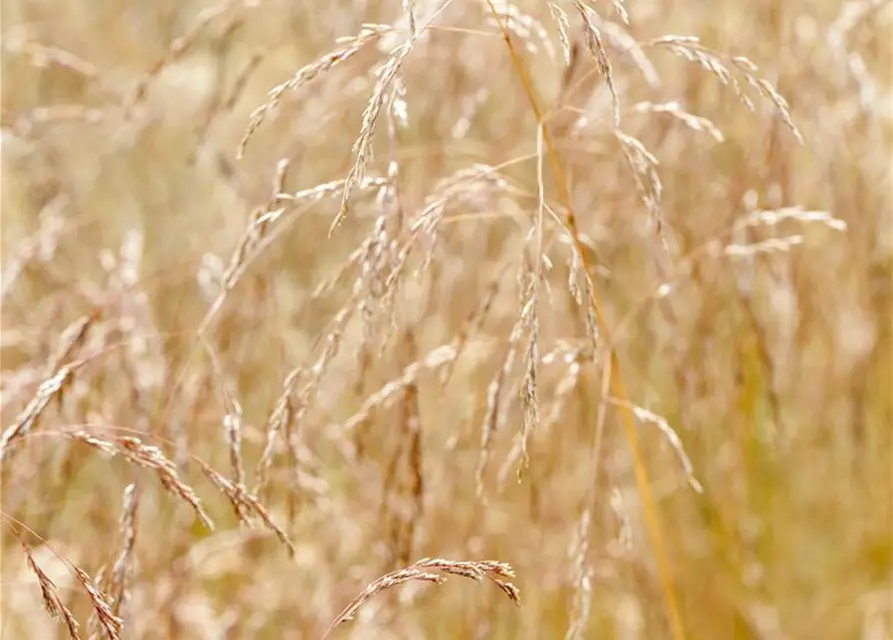 Garten-Schmiele 'Goldschleier'