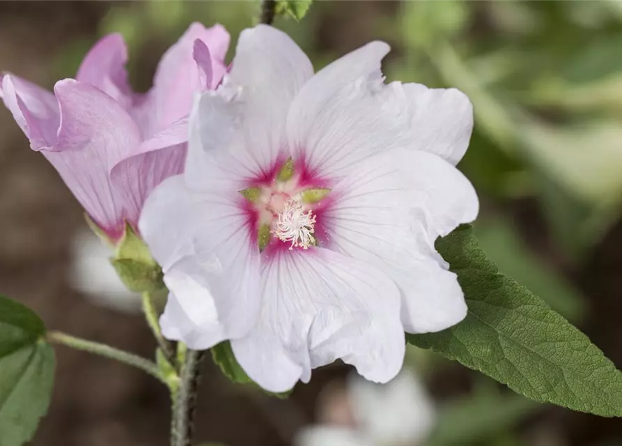 Garten-Busch-Malve 'Baby Barnsley'