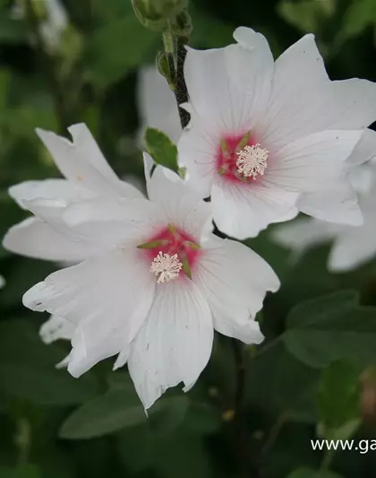 Garten-Busch-Malve 'Baby Barnsley'
