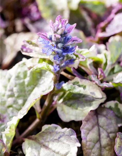 Garten-Günsel 'Burgundy Glow'