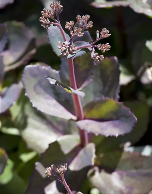 Großes Garten-Fettblatt