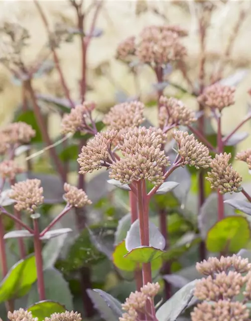 Großes Garten-Fettblatt