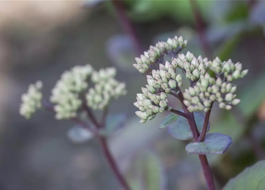 Großes Garten-Fettblatt