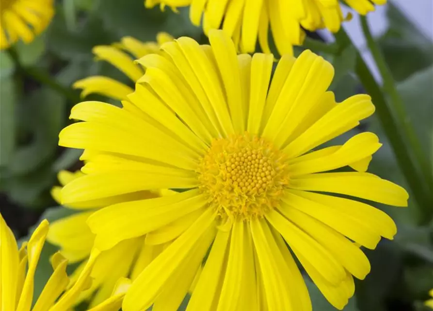 Garten-Gämswurz 'Magnificum'