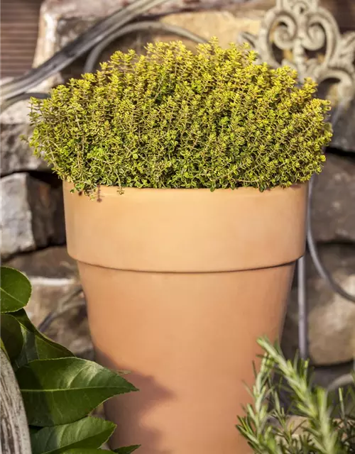 Gold-Thymian 'Aureus'