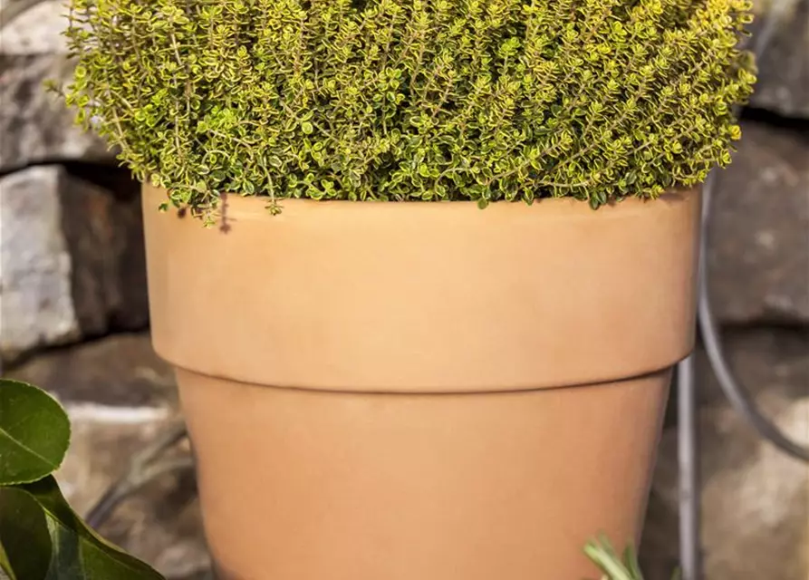 Gold-Thymian 'Aureus'