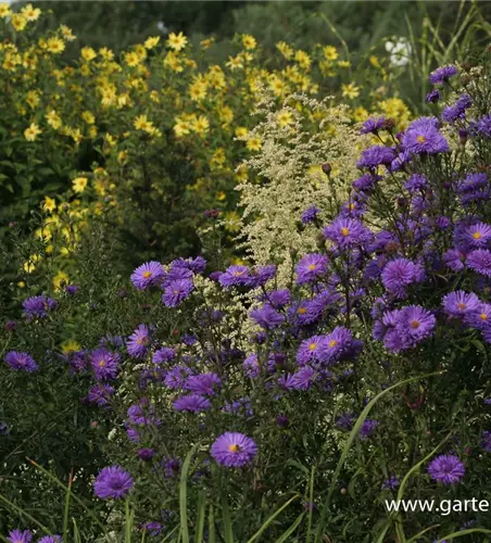 Garten-Glattblatt-Aster 'Fuldatal'