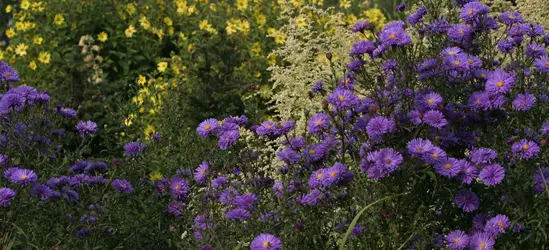 Garten-Glattblatt-Aster 'Fuldatal'
