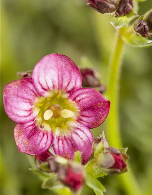 Garten-Moos-Steinbrech 'Rosenzwerg'