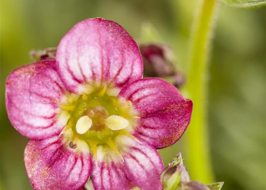 Garten-Moos-Steinbrech 'Rosenzwerg'