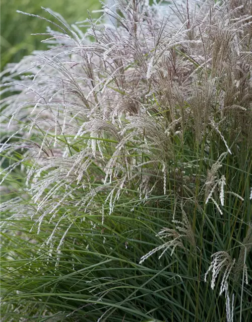 Garten-Chinaschilf 'Federweißer'