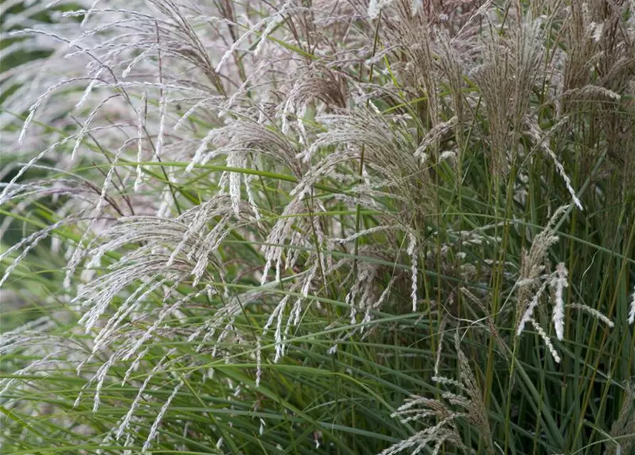 Garten-Chinaschilf 'Federweißer'
