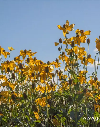 Garten-Fallschirm-Sonnenhut 'Herbstsonne'