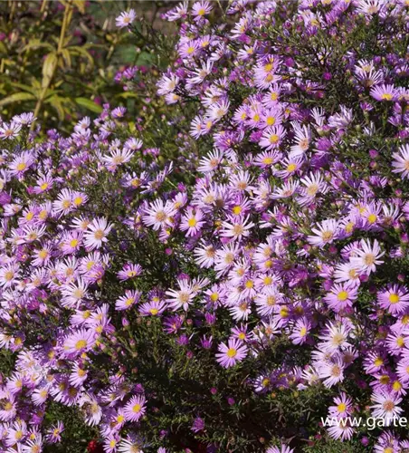Garten-Myrten-Aster 'Pink Star'
