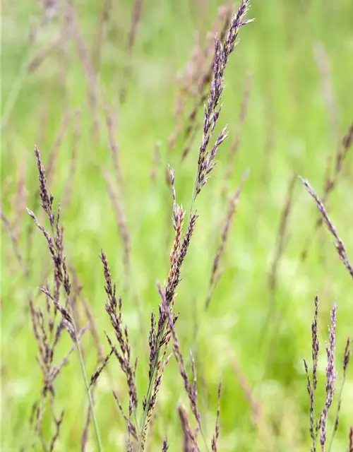 Garten-Pfeifengras