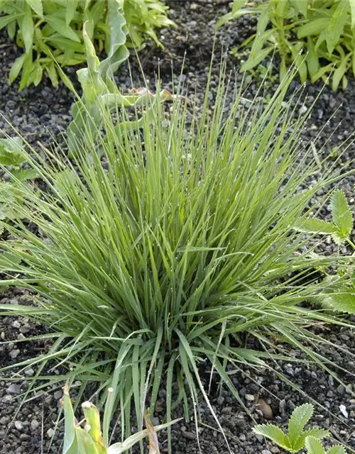 Garten-Pfeifengras