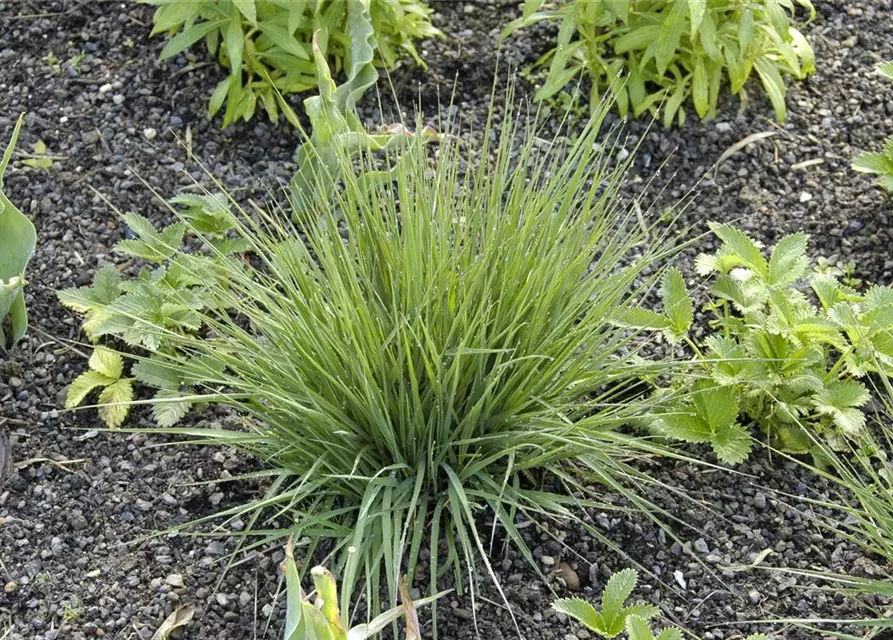Garten-Pfeifengras