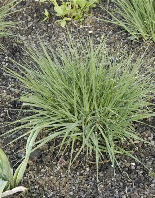 Garten-Pfeifengras